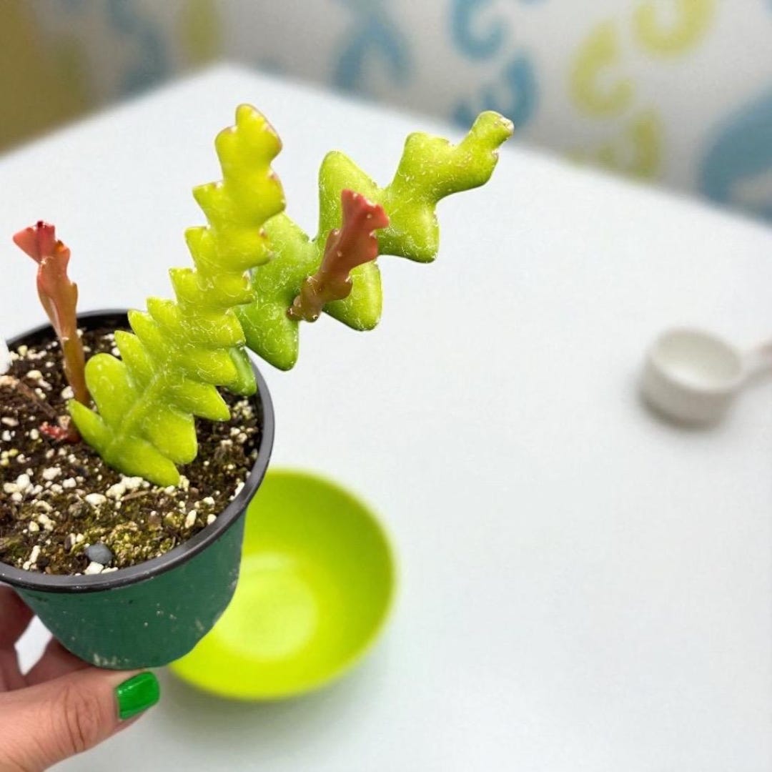 Disocactus Anguliger Cactus “ Fishbone Cactus” “ Zigzag Plant” - Etsy