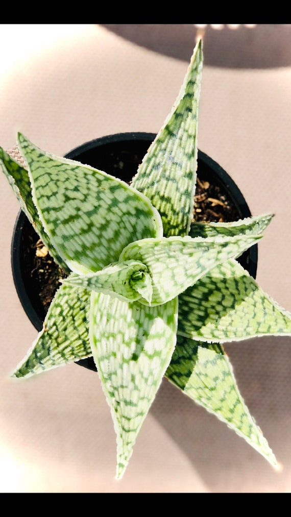 plants with elephant ear leaves Buy Elephant Ear Plants & Trees Online