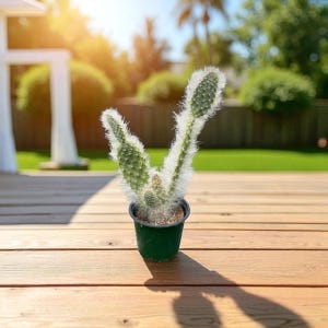 May include: A potted cactus with light green, paddle-shaped leaves and white, fuzzy edges. The cactus is in a dark green plastic pot, sitting on a wooden deck. The background includes a green lawn and trees.