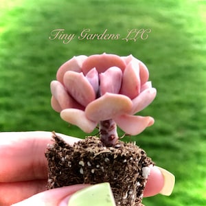 Echeveria &quot; Cubic Frost &quot; Pink  Succulant