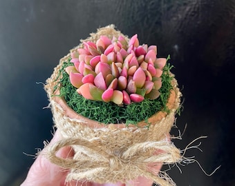 Succulent Favors/ Gifts