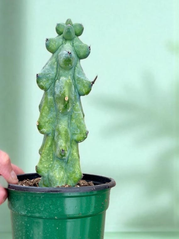 Myrtillocactus geometrizans - Boobie Cactus