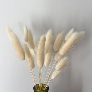 White Dried Bunny Tails | Letterbox Flowers | Dried Flower Gift Bouquet