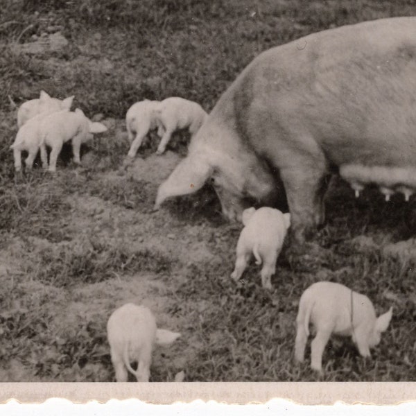 Pig and piglets, Found vintage photo