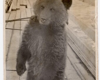 Captive baby bear, Vintage snapshot, Anonymous photography