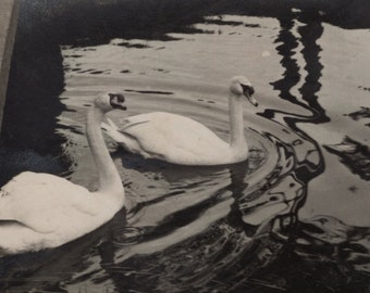 Two swans in a river, 1920s, Art photography, RPPC