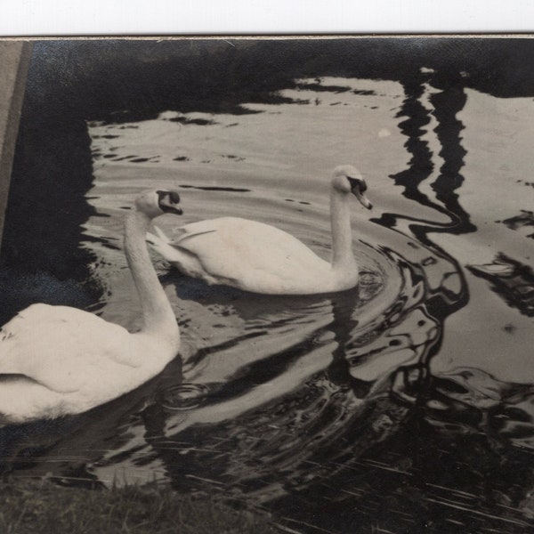 Two swans in a river, 1920s, Art photography, RPPC