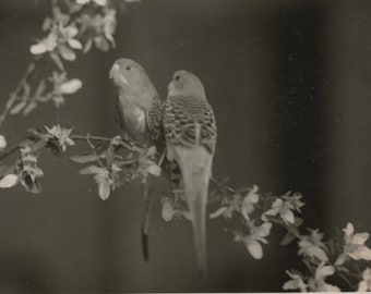 Twee papegaaien op een tak, jaren dertig, kunstfotografie, RPPC