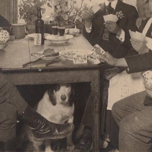 Spielkarten mit einem Hund, Vintage Foto, RPPC