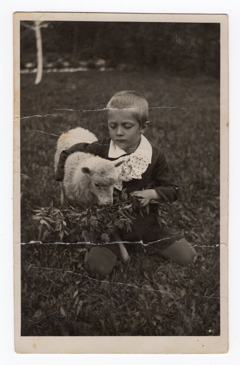 Little Boy With a Lamb, Antique Photo, 1920s - Etsy