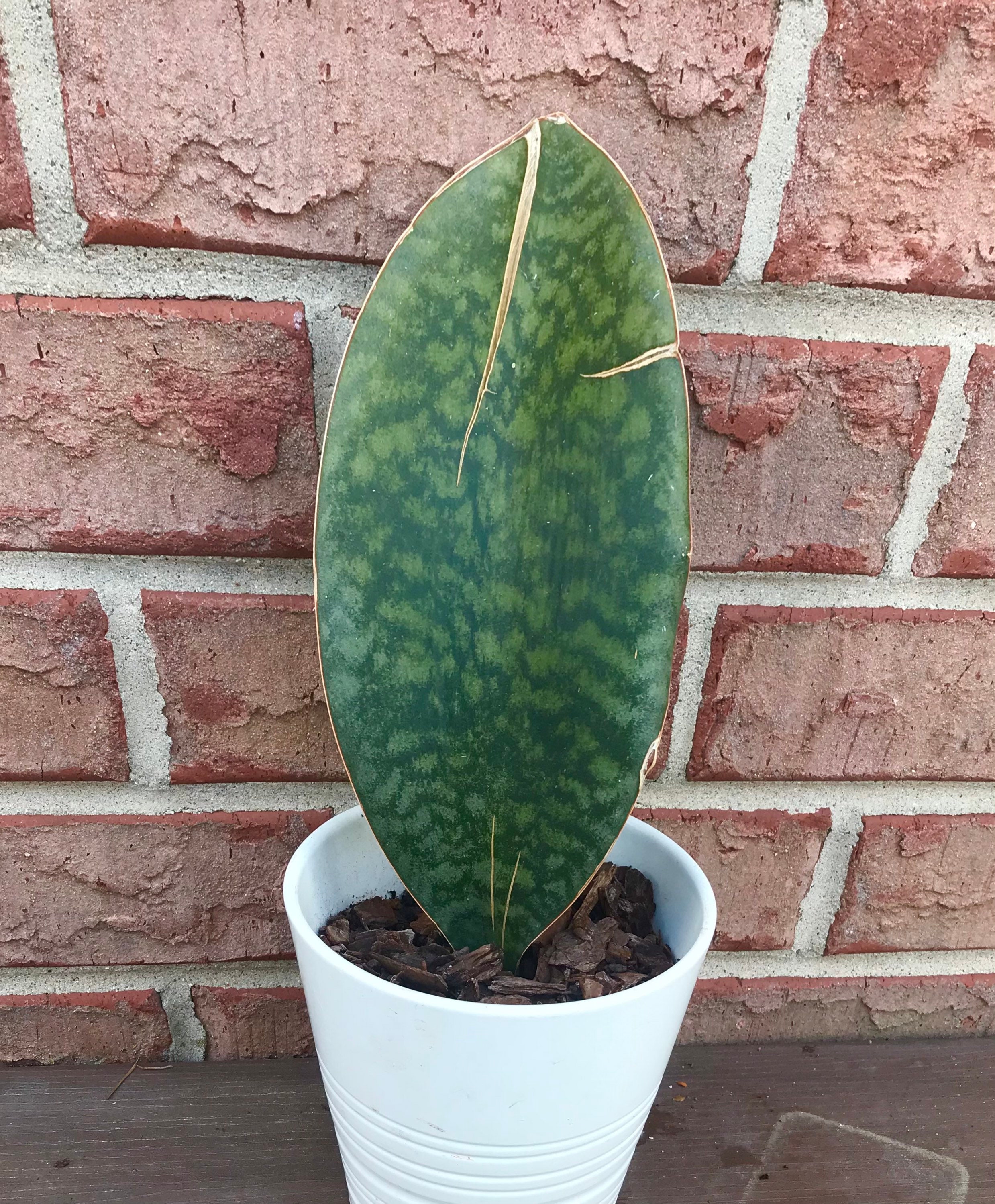 Whale Fin Snake Plant Sanseveria Etsy