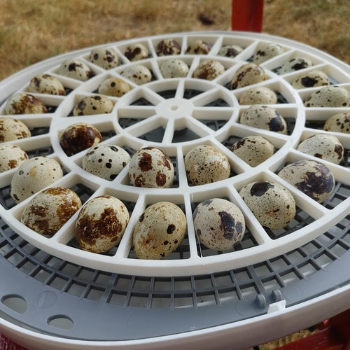 Coturnix Quail Turner Tray Compatible With the Nurture Right Etsy