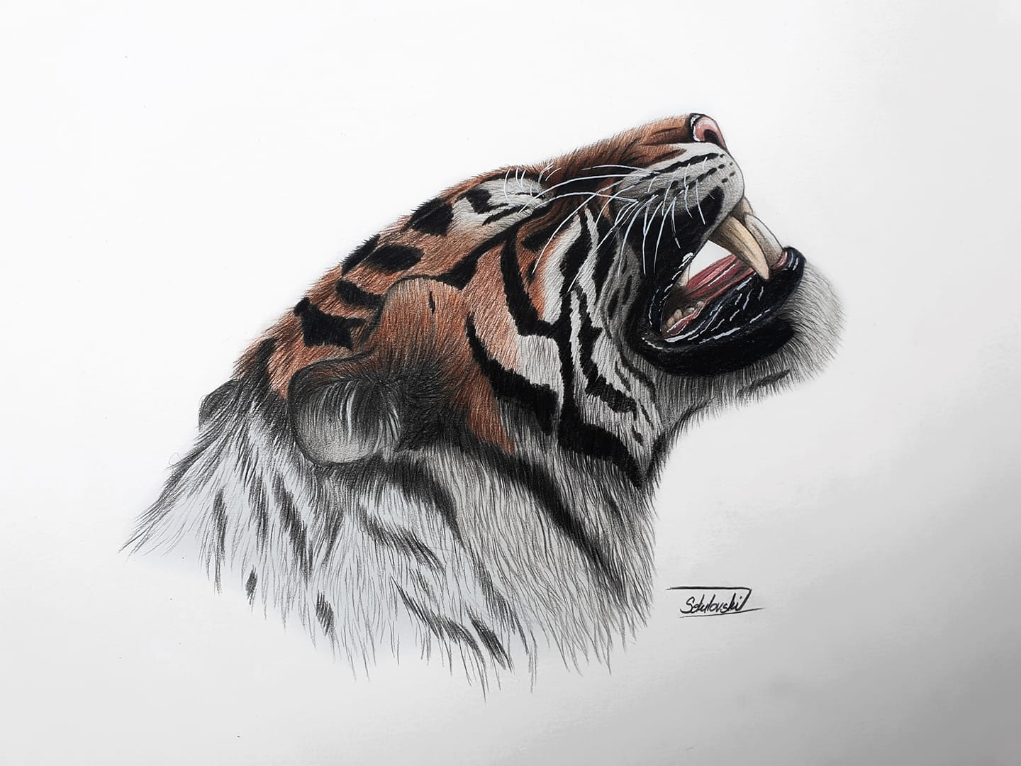 Tiger Art Tiger Print Wall Art Home Decor Wildlife Etsy