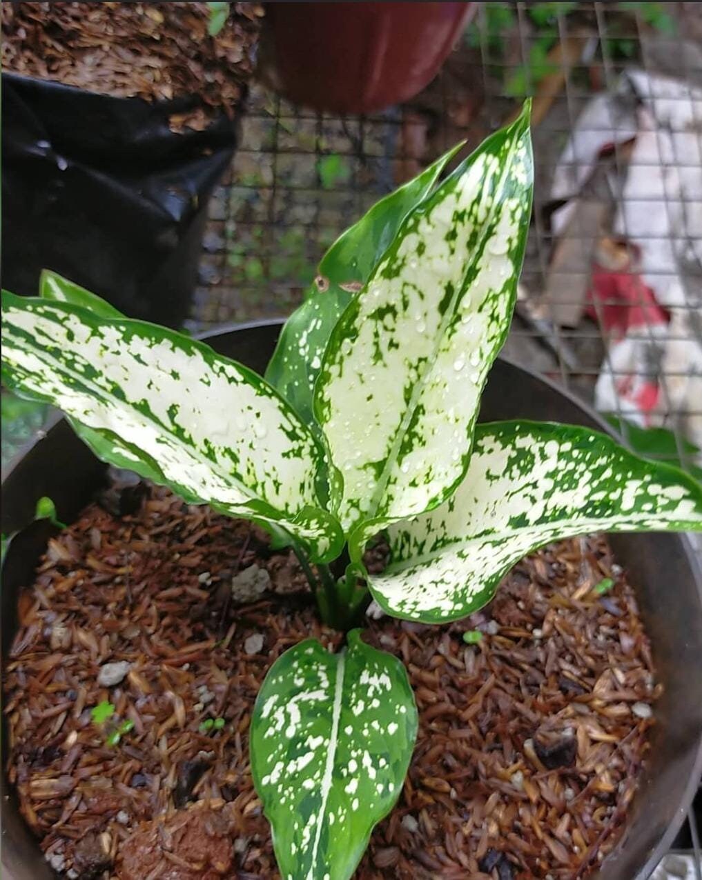 Aglaonema Snow White Plants Etsy