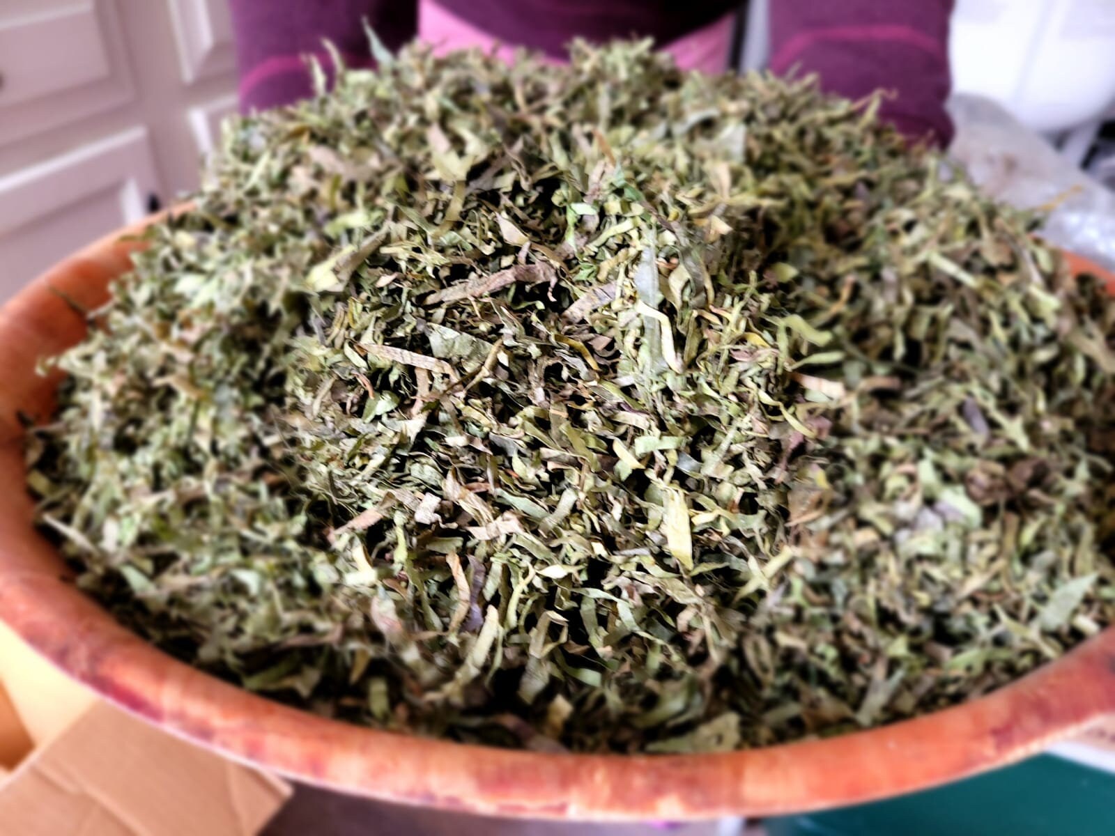 Nigerian Afang vegetable Leaf Etsy