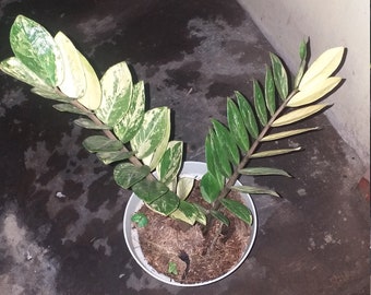 Variegated Zz Plant Etsy