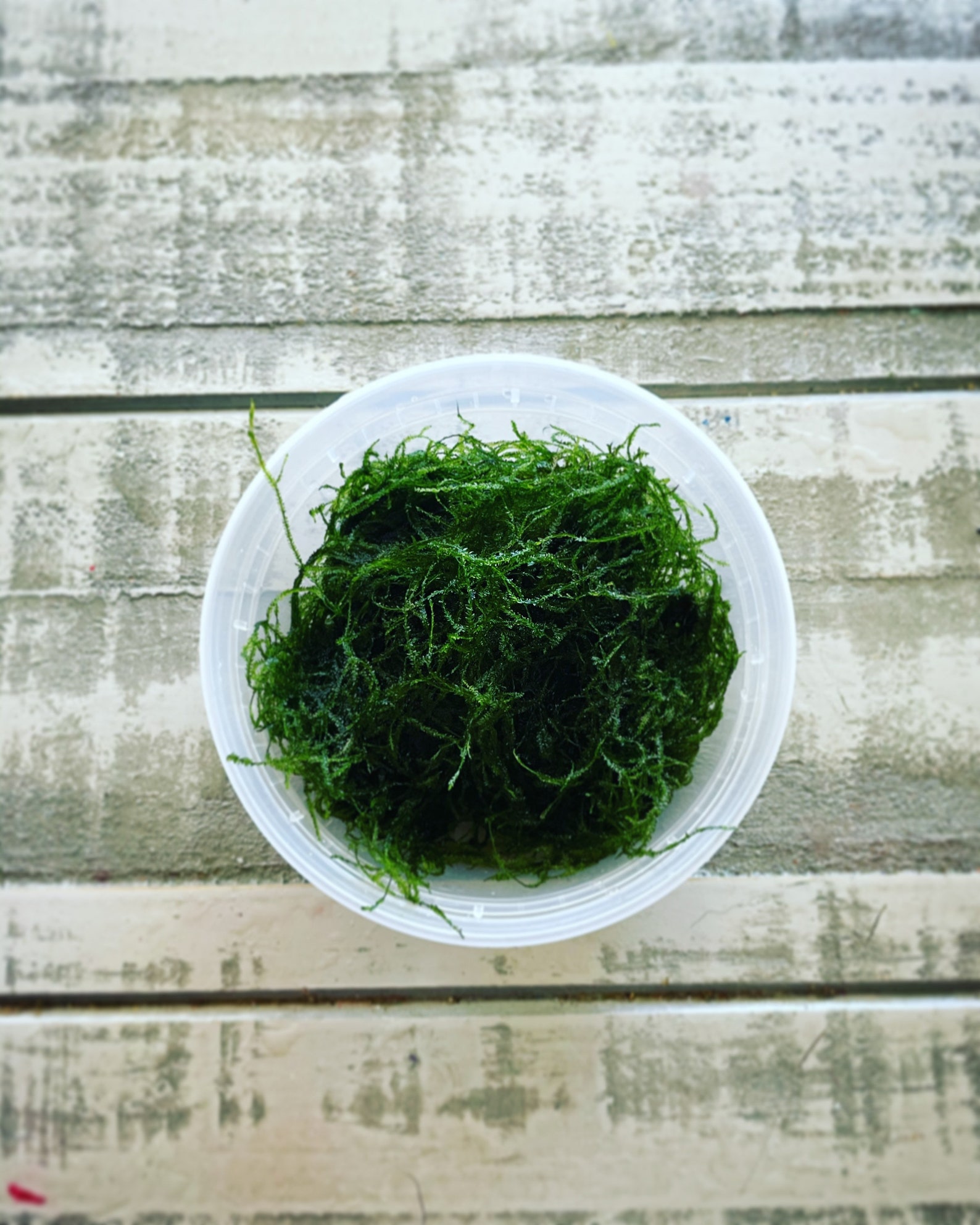 download java moss for free download java moss for free