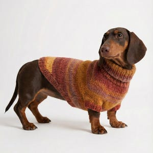 Peut inclure: Un chien teckel marron et beige portant un pull rayé coloré. Le pull a un col roulé et est principalement dans les tons orange, rouge et jaune. Le chien est sur une surface blanche.