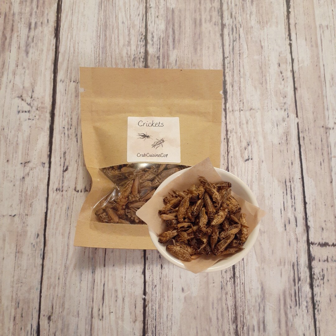 View of Crickets - Hermit Crab Food - Protein - Etsy
