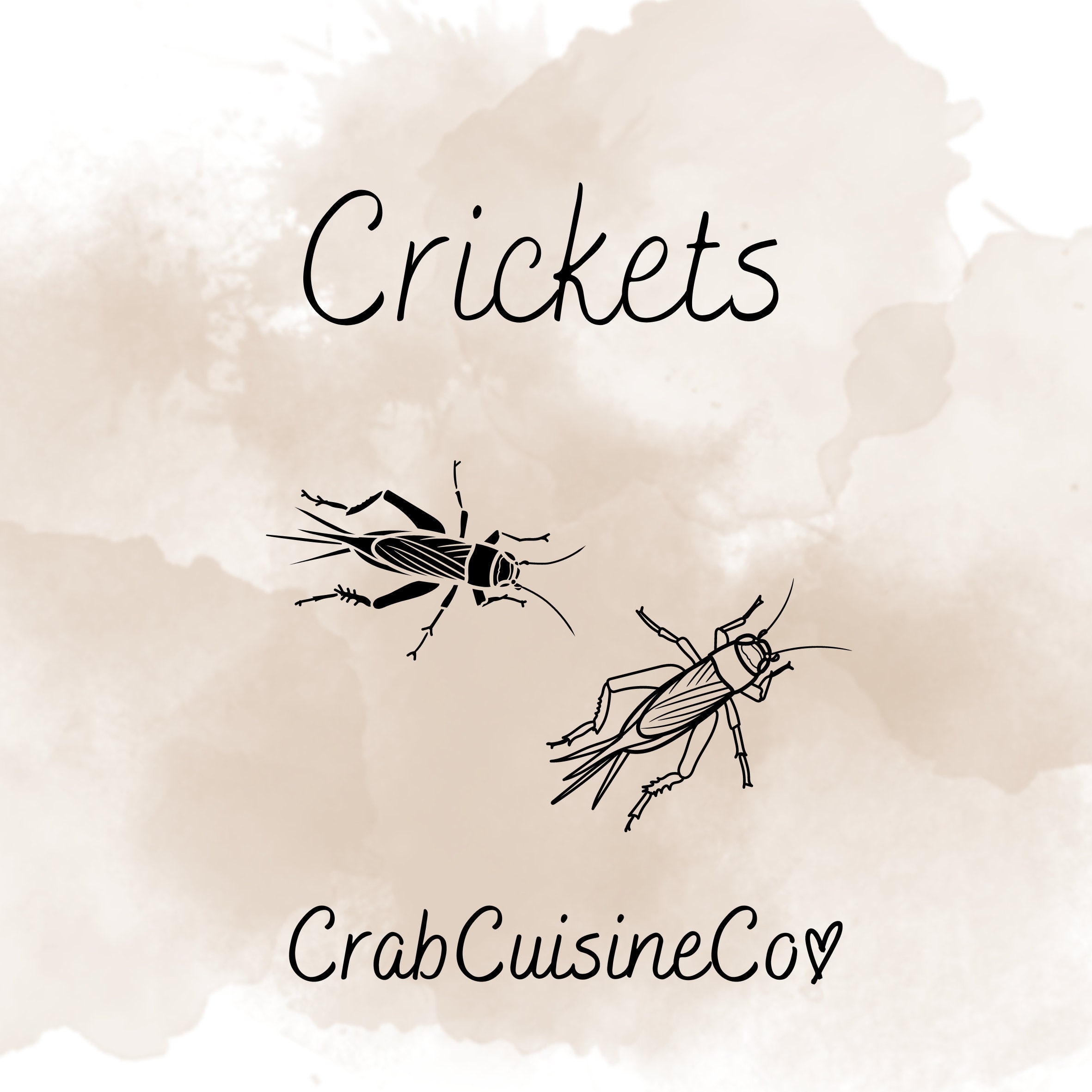 Picture of Crickets - Hermit Crab Food - Protein - Etsy