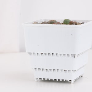 May include: A white plastic square planter with drainage holes and a small succulent plant growing inside.