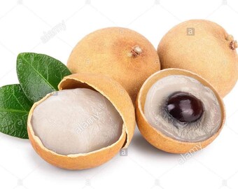 Longan Fruit Tree For Sale / Longan A Natural Farm / 3.5 out of 5 stars.