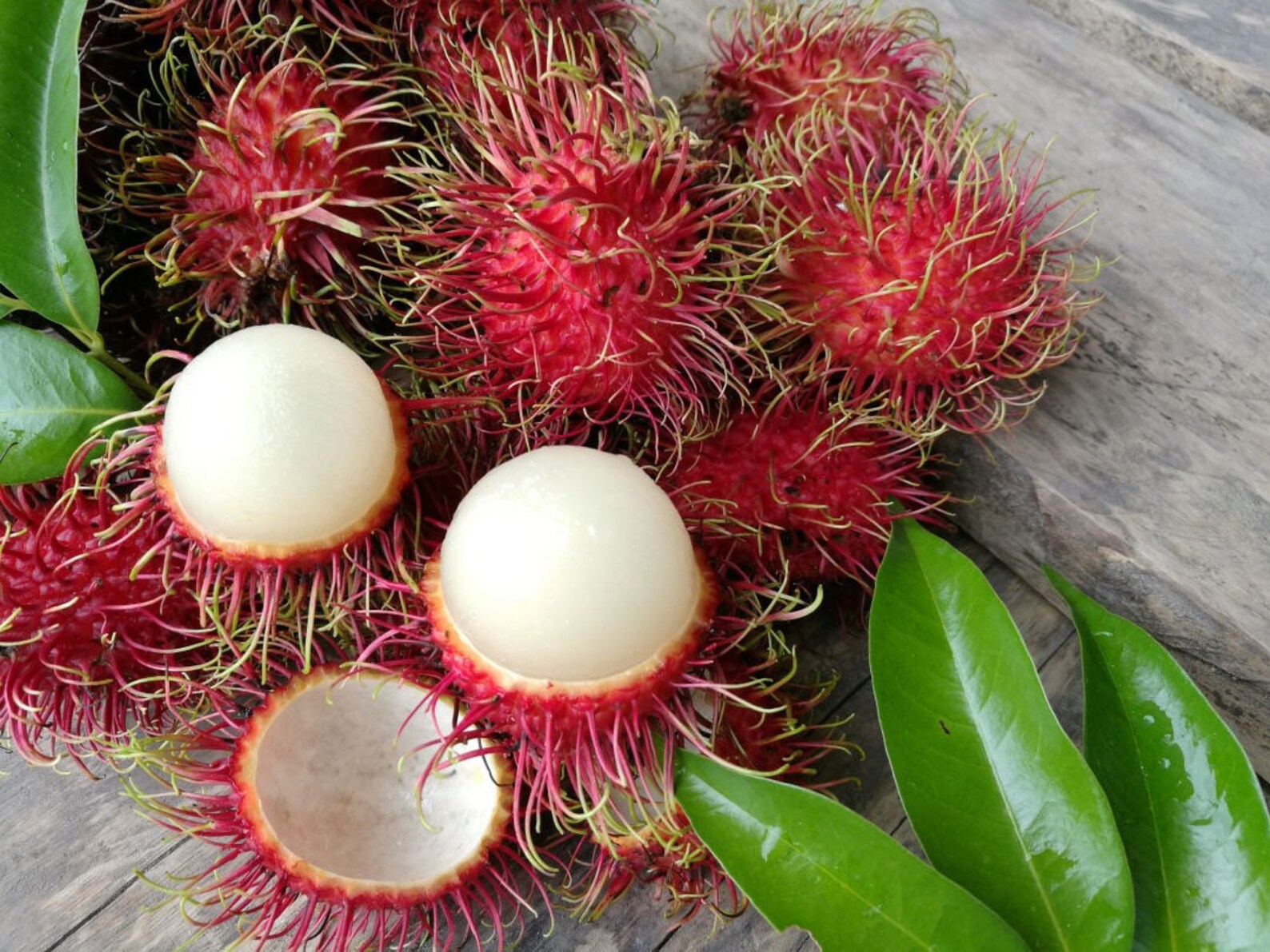 2x trees Exotic Rambutan Live Fruit Tree 10 in 2 ft tall Etsy