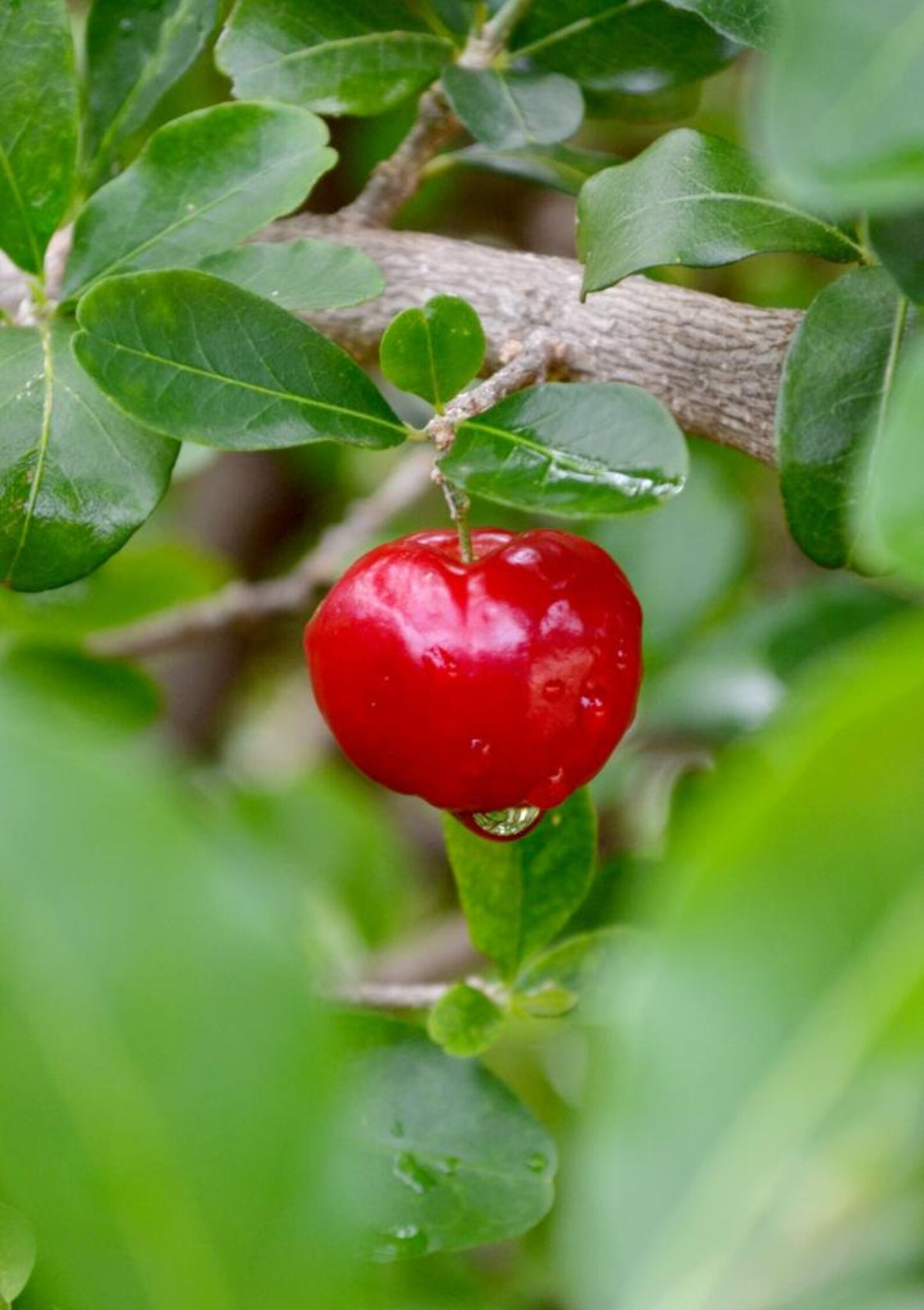 Acerola Ulmf