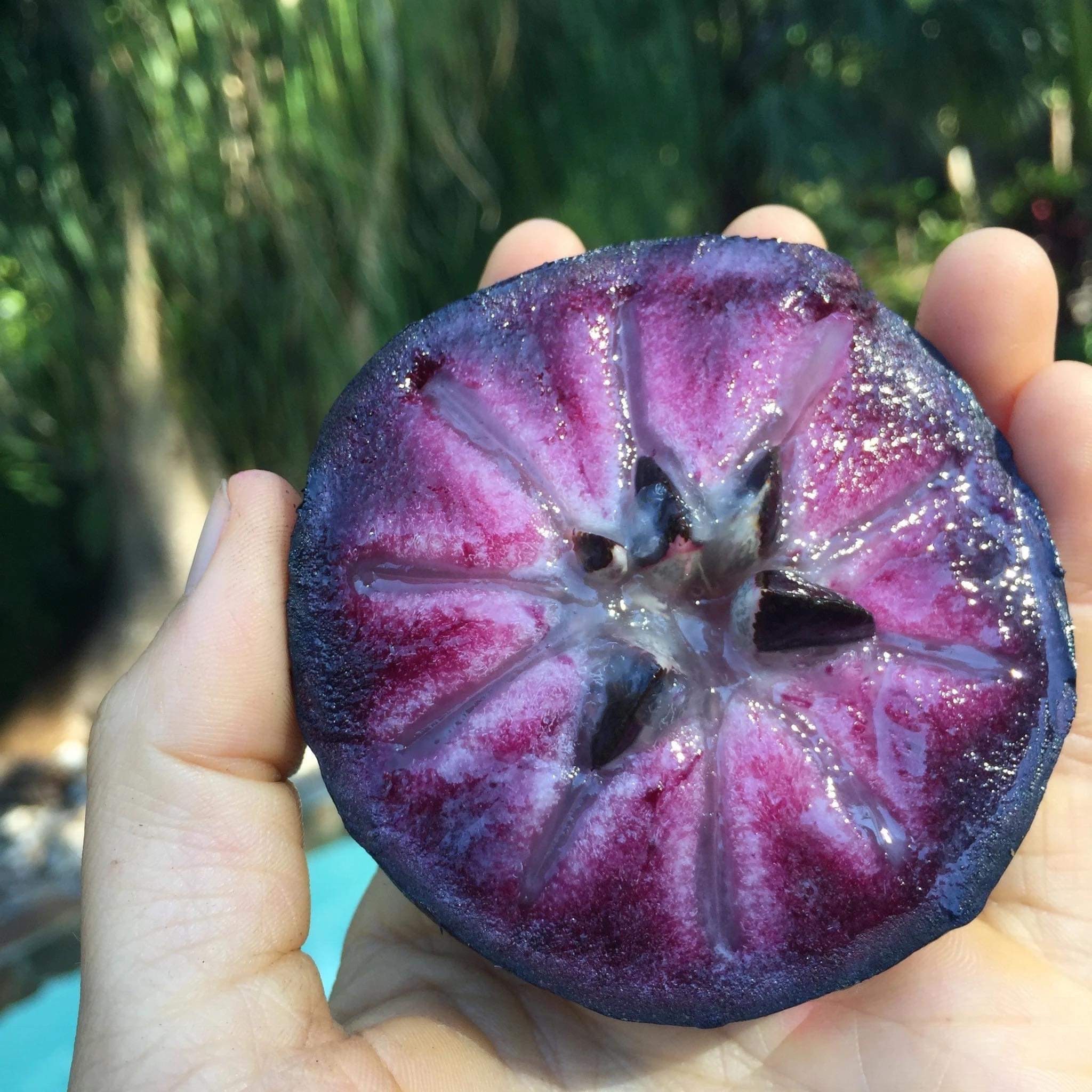 Purple Star Apple ubicaciondepersonas.cdmx.gob.mx