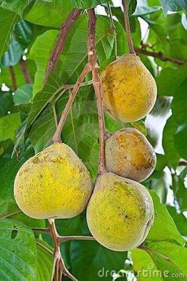 Santol sandoricum Koetjape Live Fruit Tree 6inch to 18 Inch Etsy