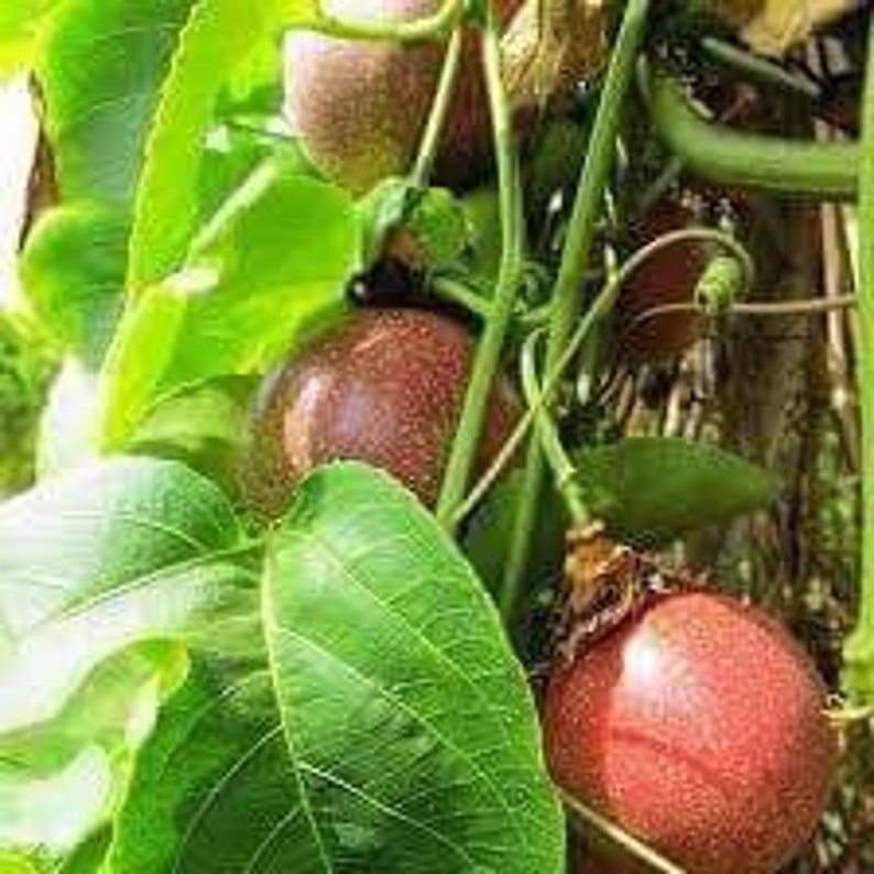 Red passion fruit plant 10in to 2 ft Etsy