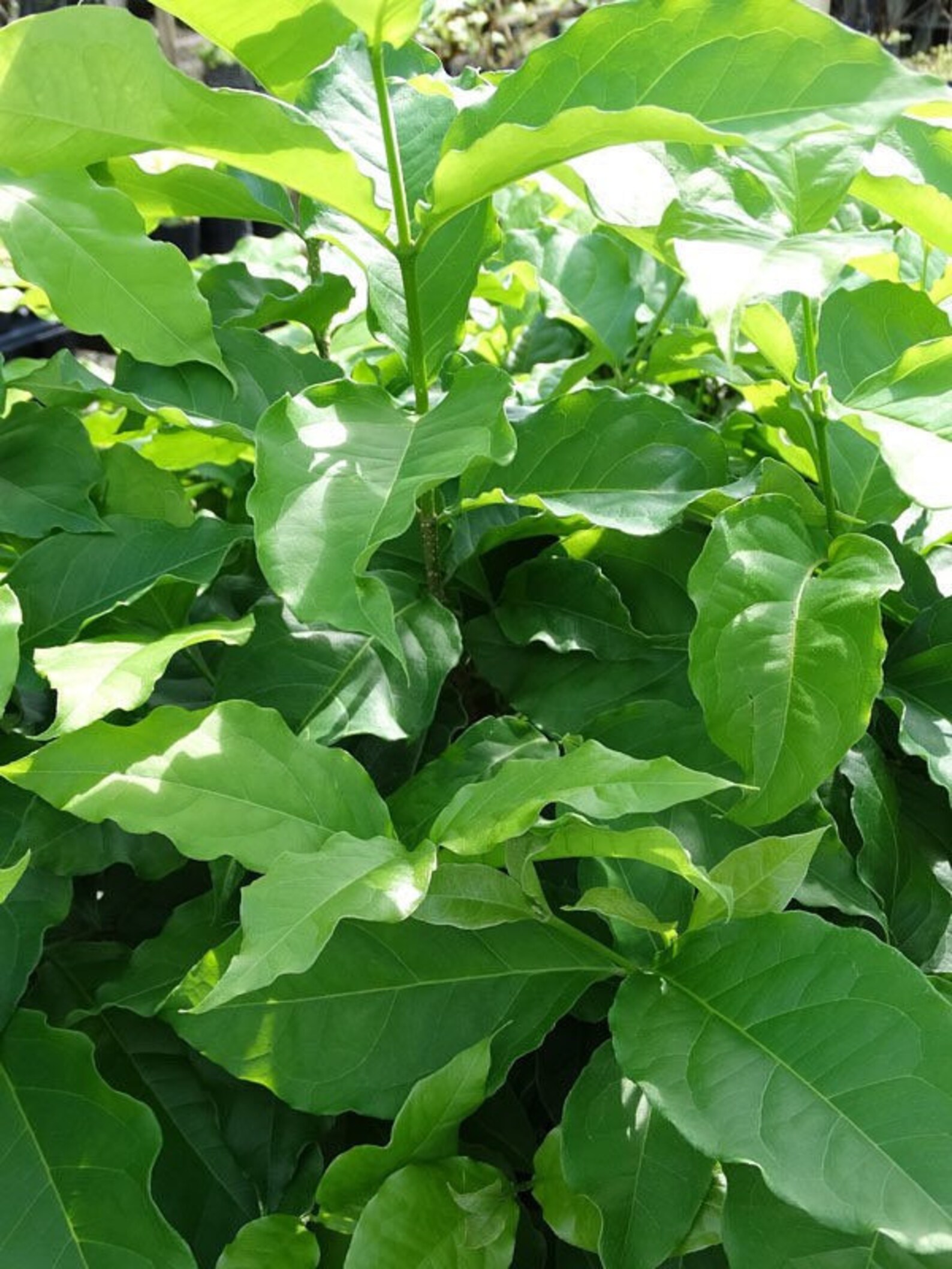 Peanut Butter Fruit Trees bunchosia 10in2ft Etsy