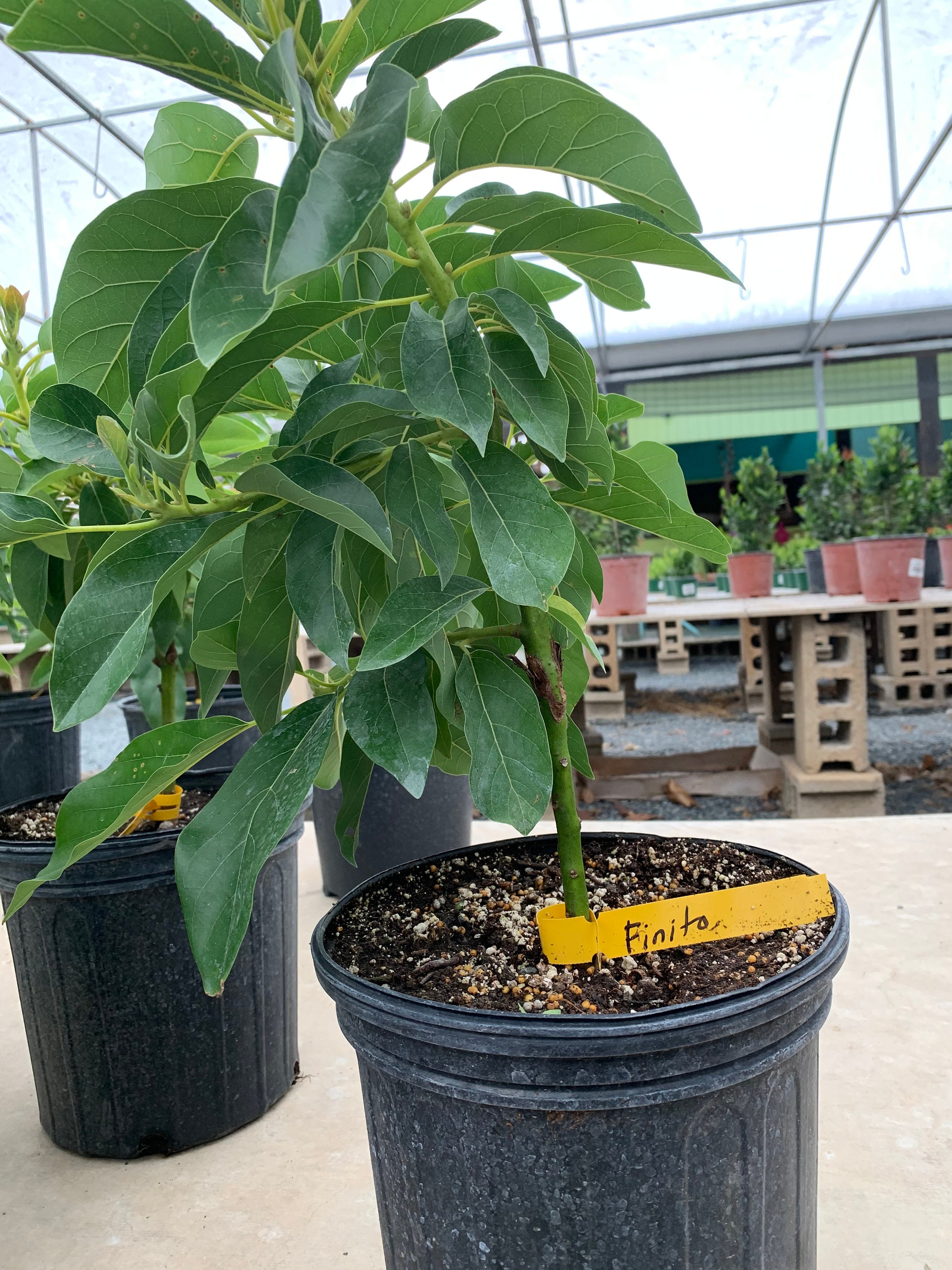 Avocado Fruit Grafted live tree 10in to 2 ft Etsy