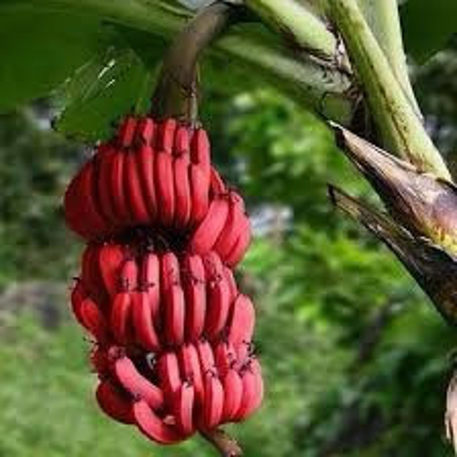 Rare red banana plant. 10in to 2 ft Etsy