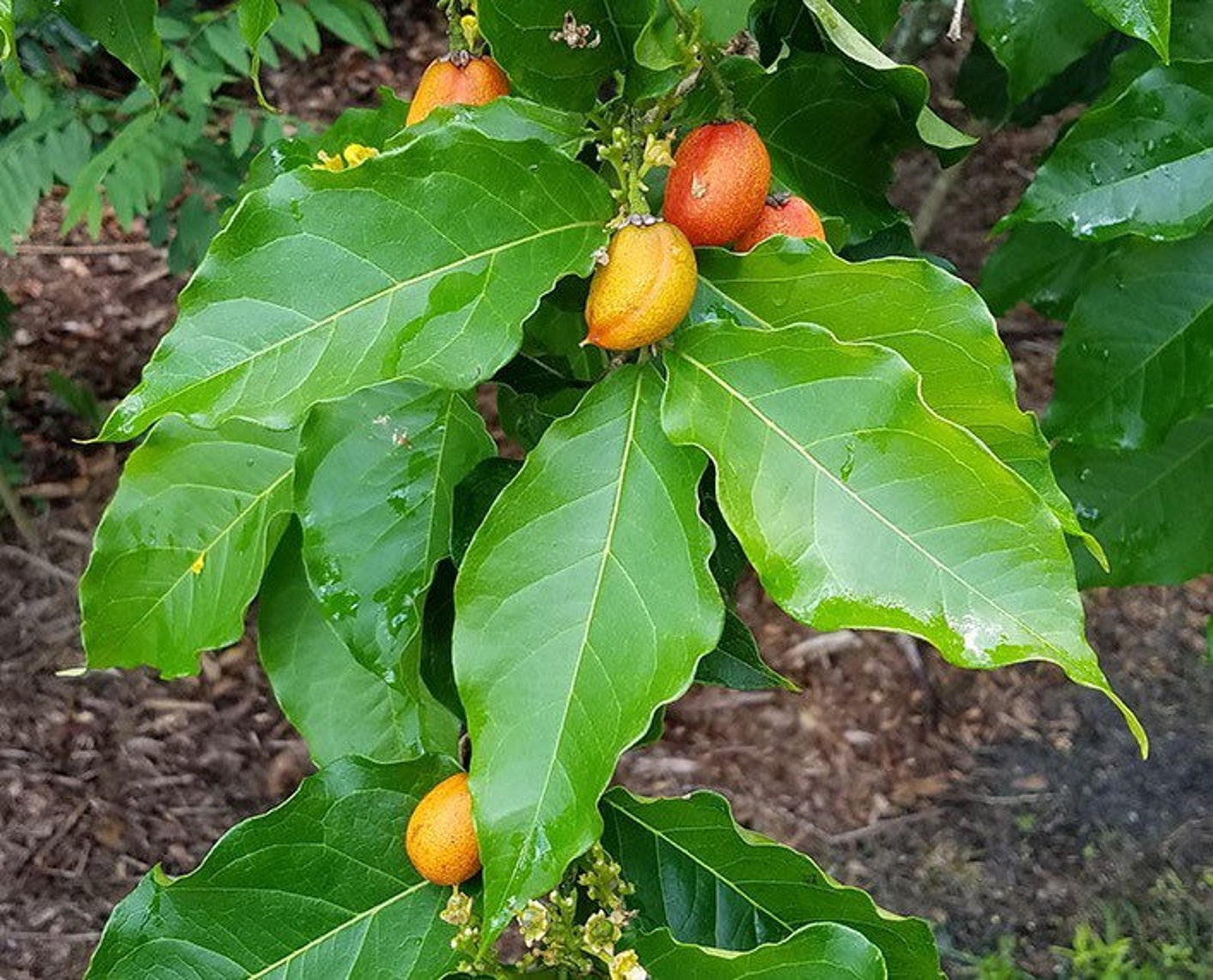 Peanut Butter Fruit Trees bunchosia 10in2ft Etsy