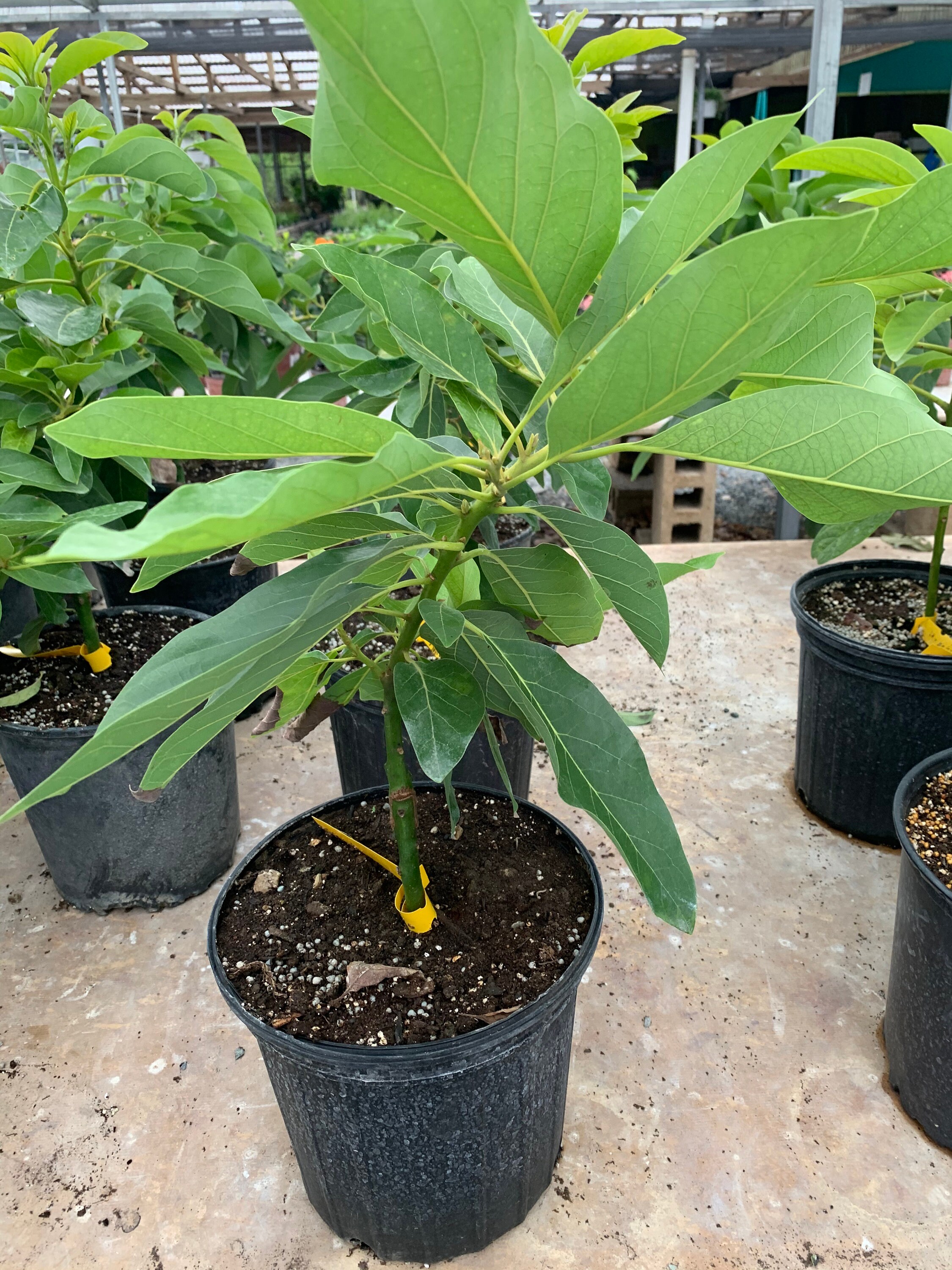 Avocado Fruit Grafted live tree 10in to 2 ft Etsy