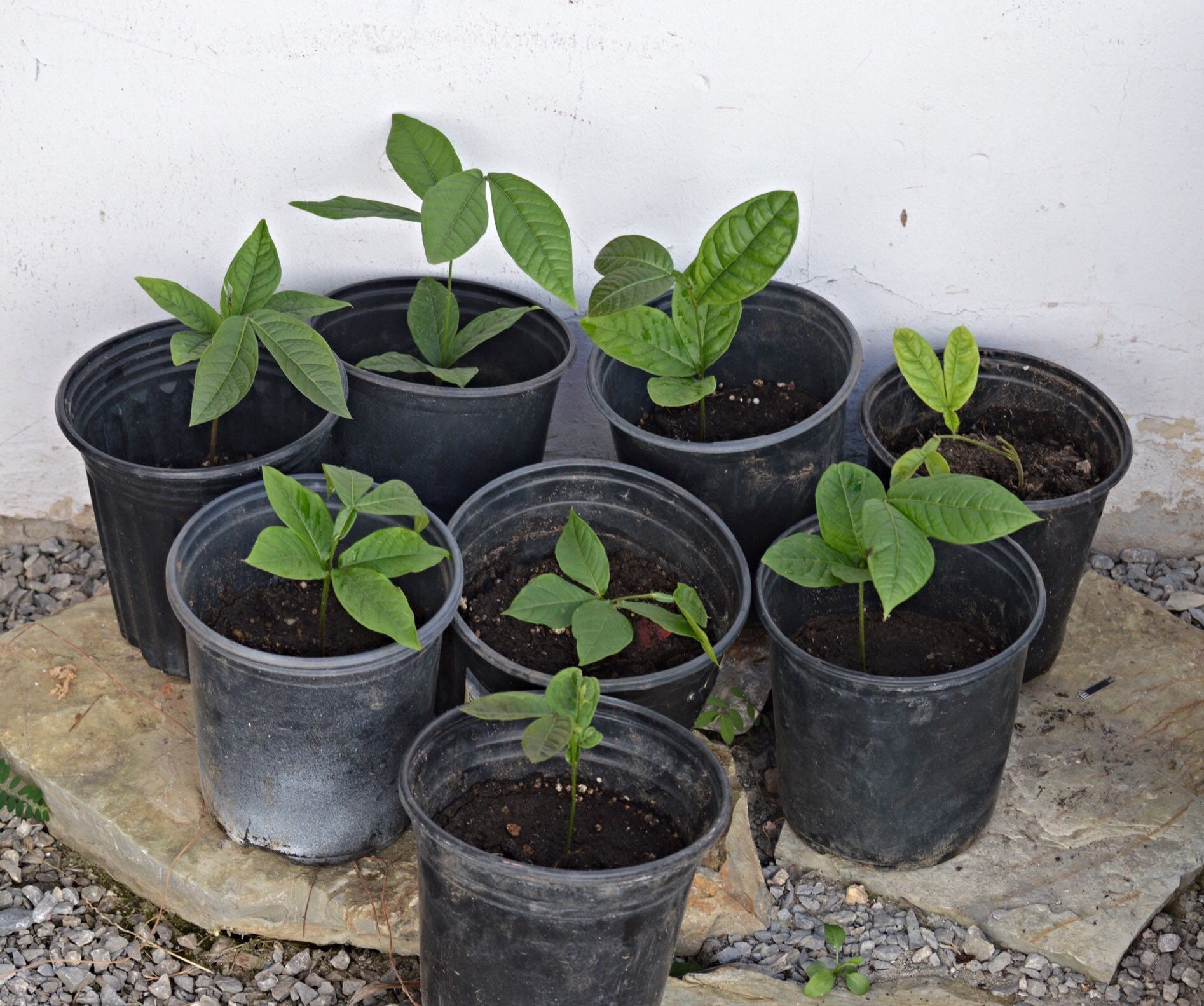 Guama ice cream beanplant small live fruit tree 6inch to Etsy