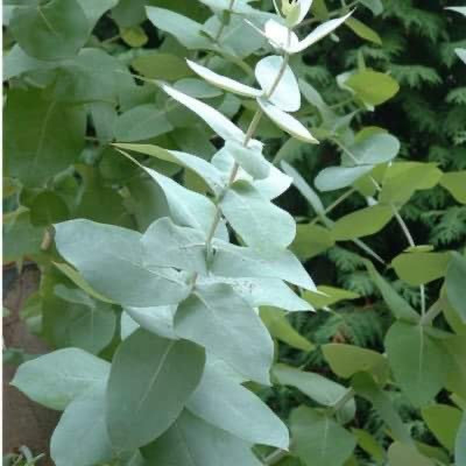 Eucalyptus live plant 10in to 2 ft Etsy