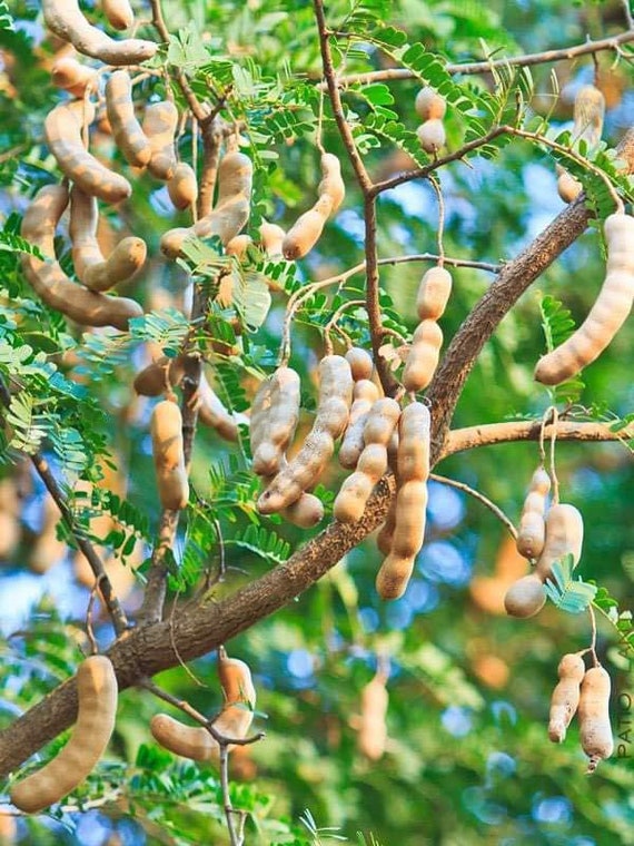 Tamarind tamarindus Indica tamarindo Live Fruit Tree 10 Etsy
