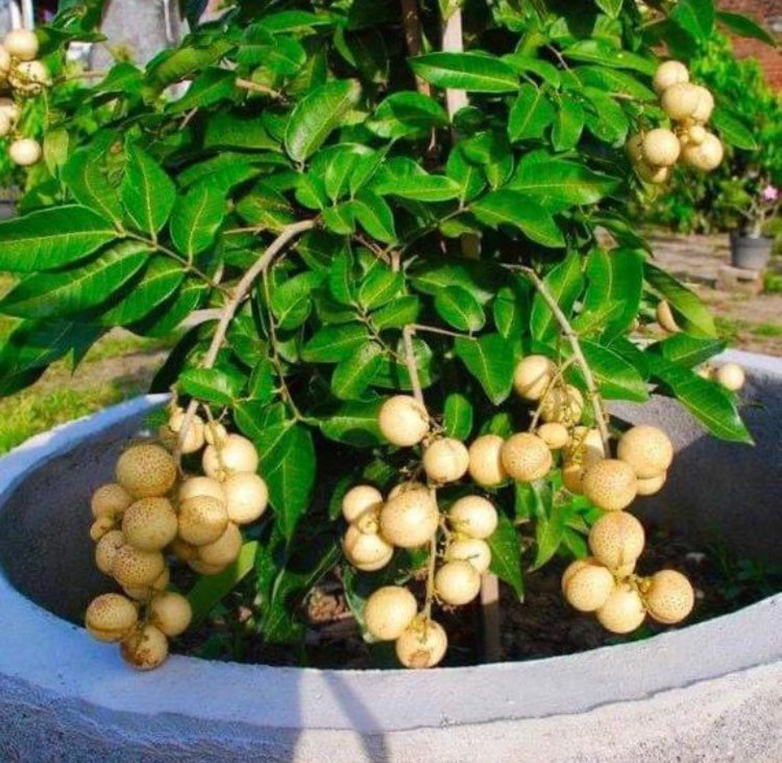 Grafted Longan Live Fruit Tree 1 ft to 2 ft Etsy