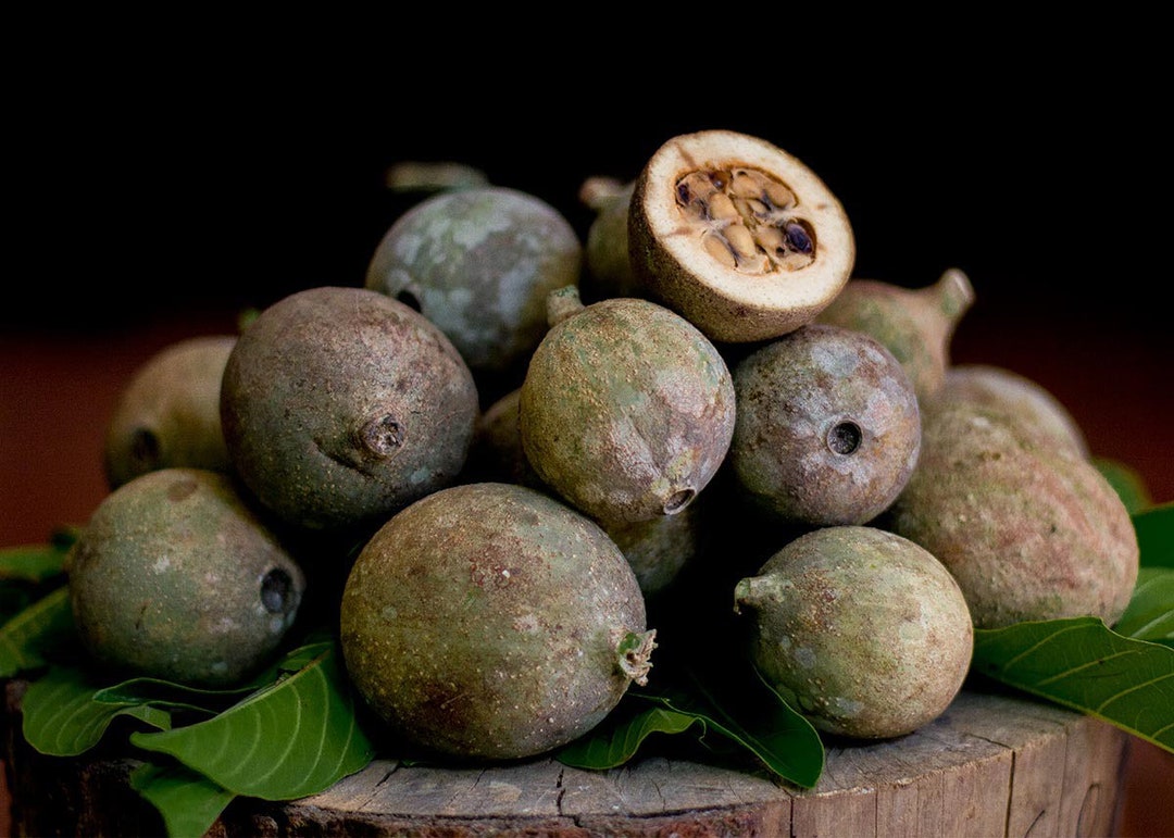 Jagua genipa Americana Live Fruit Tree 10in to 2 Ft Etsy