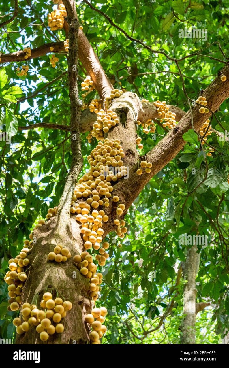 Lansium Lanson Live Fruit Tree Seedling 10in to 2 Ft Etsy