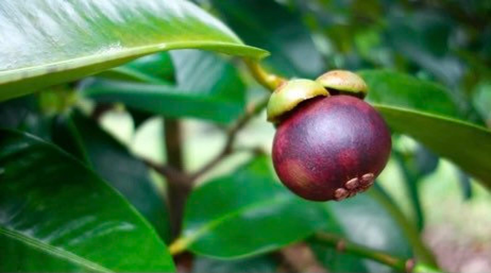 Purple Mangosteen Live Fruit Plant 10in to 18inch Etsy