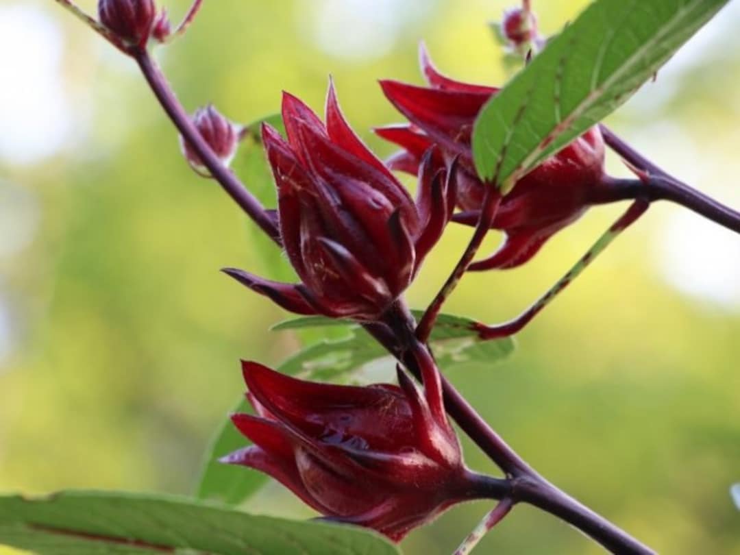 Jamaican Flower hibiscus flor De Jamaica Live Plant 10in Etsy