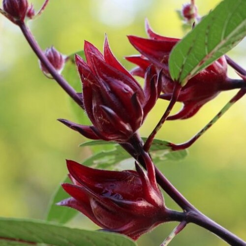 Jamaican Flower hibiscus flor De Jamaica Live Plant 10in Etsy