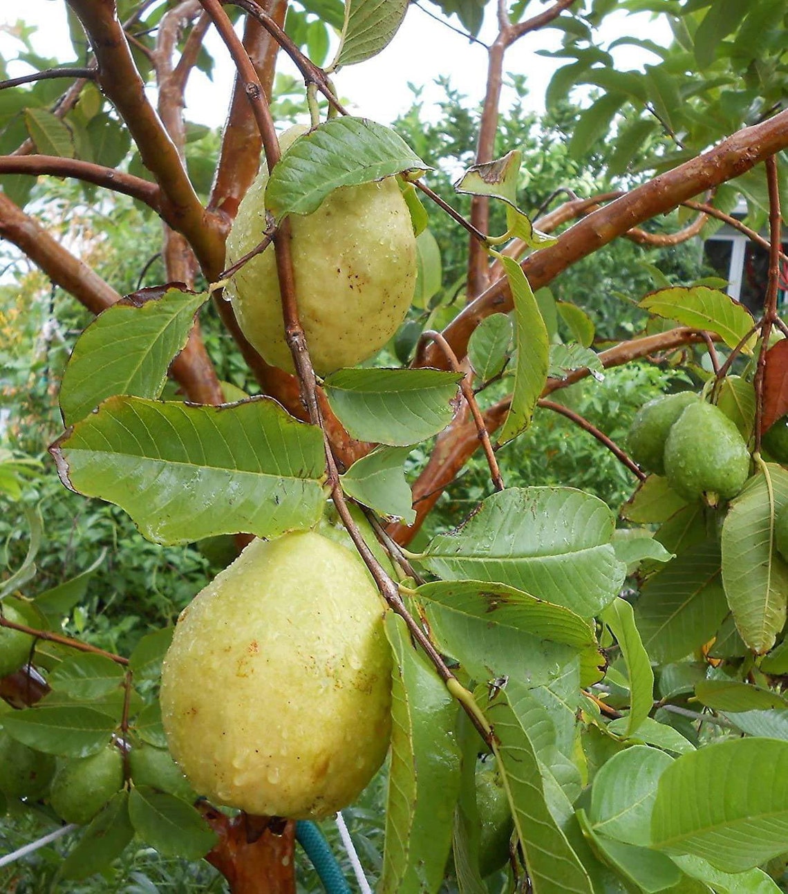 White Guava Guayaba Pear Live fruit tree 12 ft Etsy