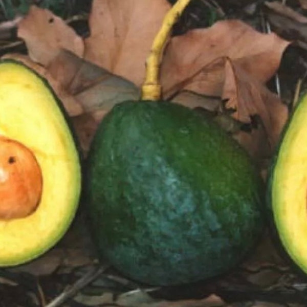 Del Rio Avocado Tree Etsy