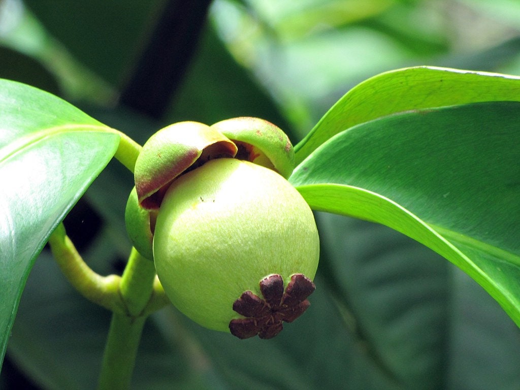Mangosteen Flower 