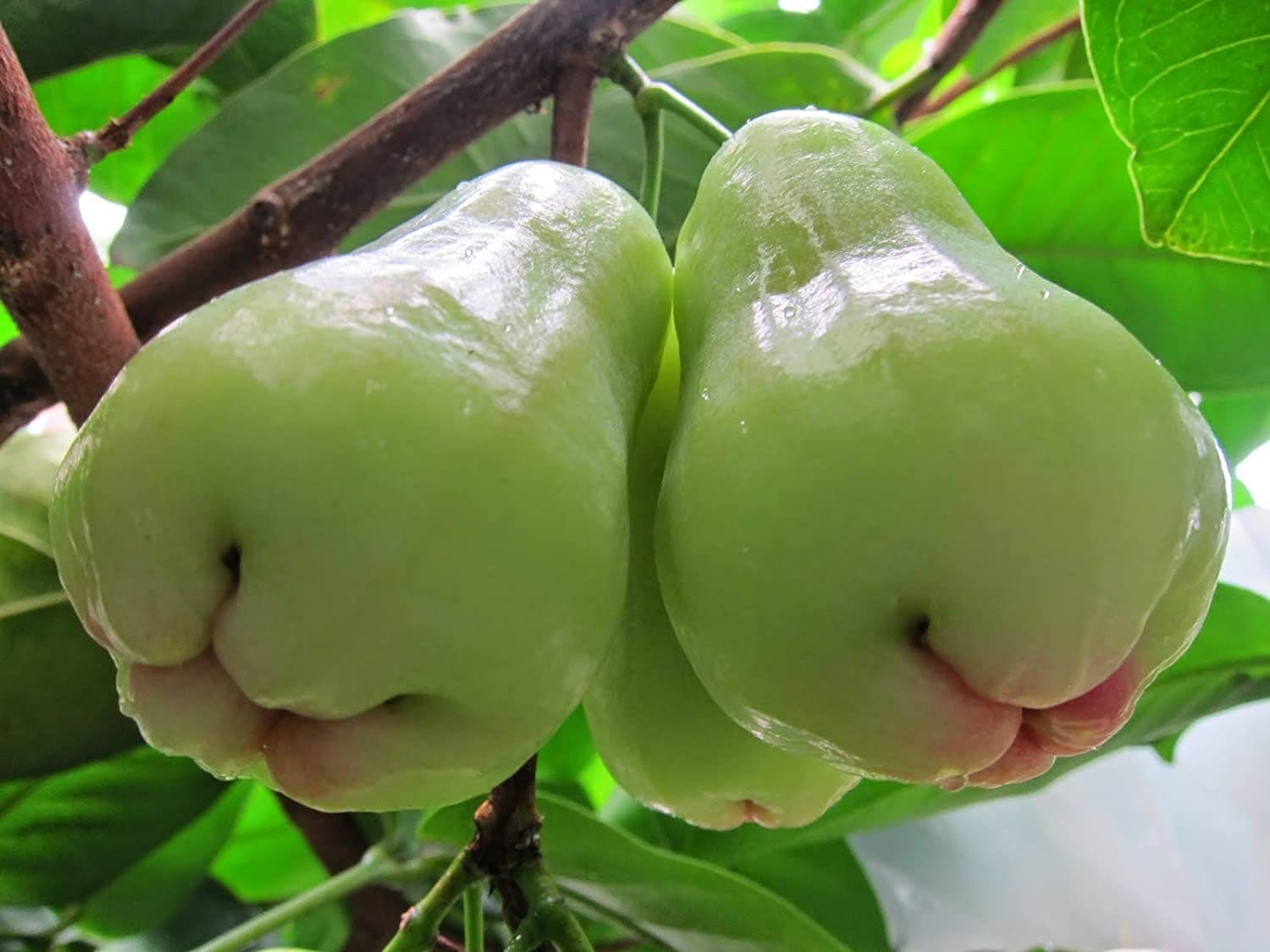 BIG 2-3ft White Jambu Wax Pumerose Pomarosa rose Apple - Etsy