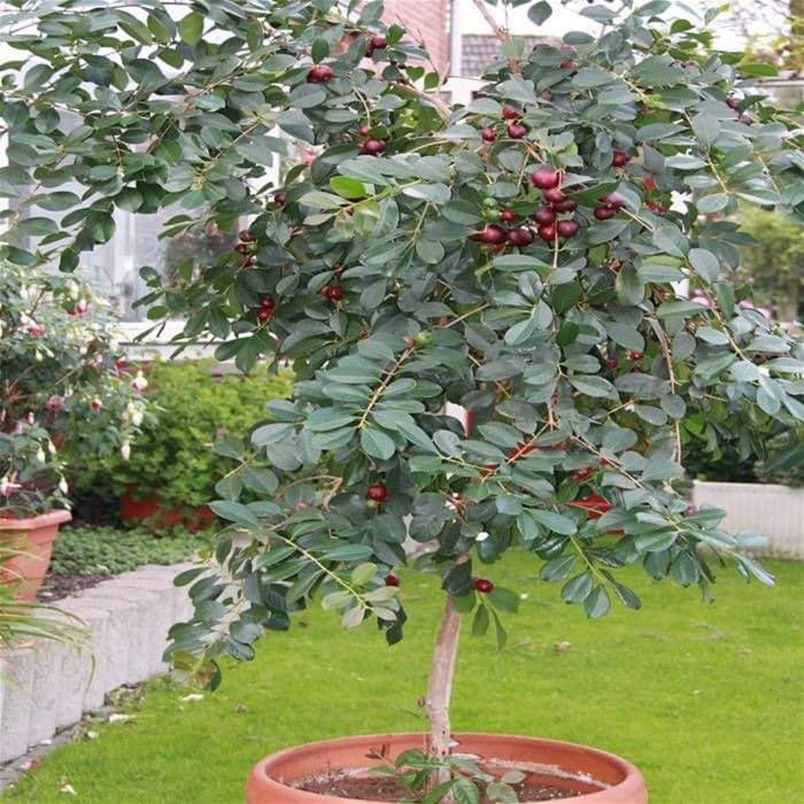 Rare Strawberry Guava 10 inch to 18 inch live fruit tree. Etsy